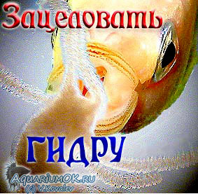 Кракен рабочее на сегодня сайт